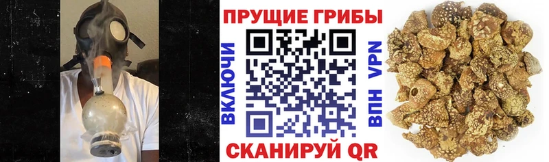 Галлюциногенные грибы Magic Shrooms  Волгодонск 